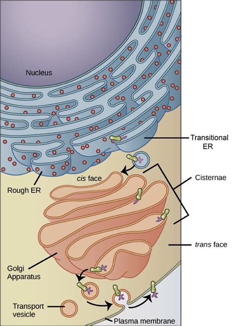 Golgi Apparatus Sketch at PaintingValley.com | Explore collection of Golgi Apparatus Sketch