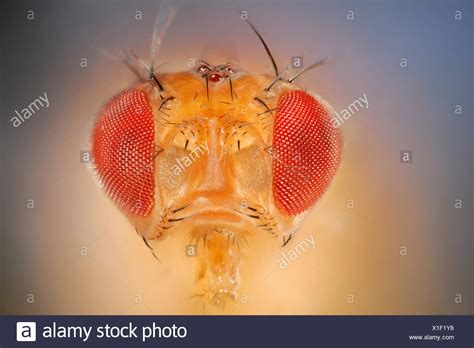 common fruit fly high resolution stock photography  images alamy