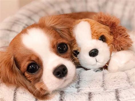 Poze De Fundal Cute Cu Catei - vrogue.co