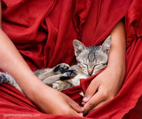 The Pet Meditation 🐱🐭🐩🐇🐍 - Quantum Sobriety