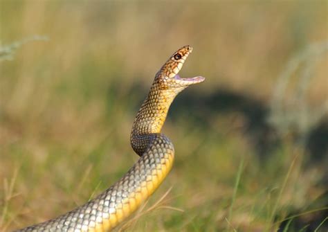 Snake Attack Images – Browse 12,114 Stock Photos, Vectors, and Video ...