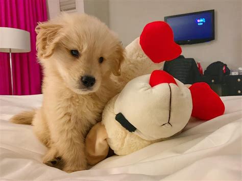 Schnitzel Dog Love, Puppy Love, Golden Puppy, Golden Retrievers ...