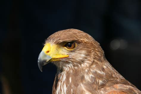 Juvenile honey buzzard head | Free Photo