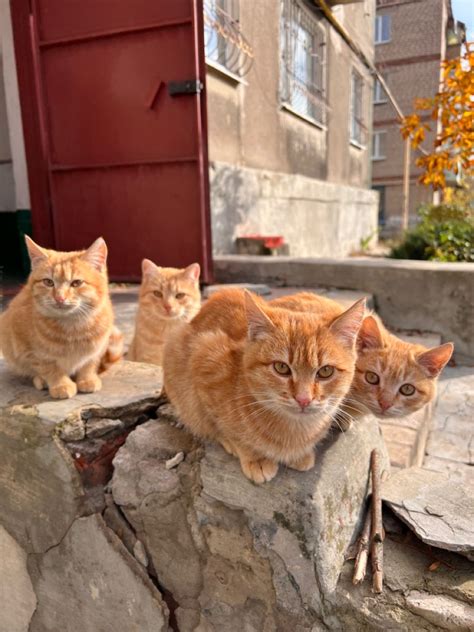 Котики🐈 | Kittens cutest, Kittens, Animals