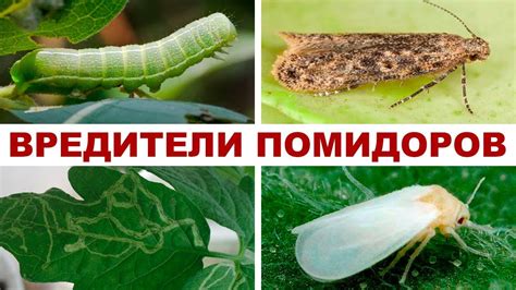 🐲 Методы борьбы против вредителей томатов. ⚔ - YouTube