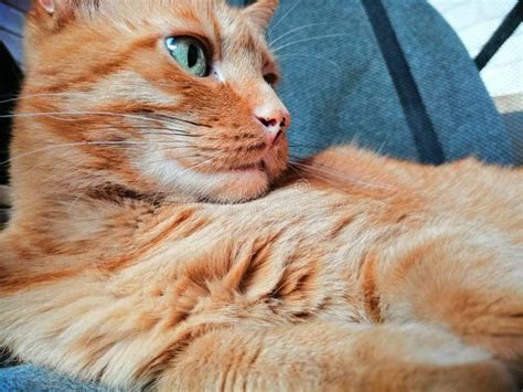 big fat orange cat stock image image  carnivore home