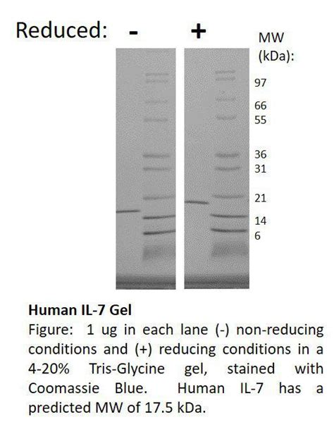 Human Interleukin-7 Recombinant Protein
