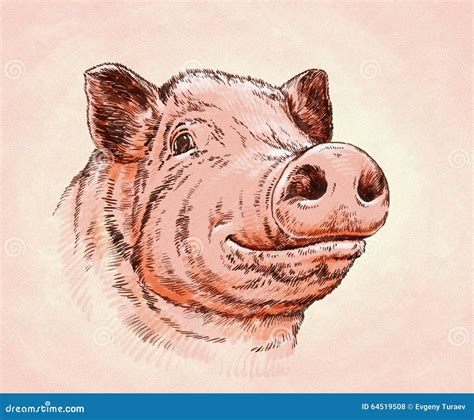 How To Draw A Realistic Pig Step By Step