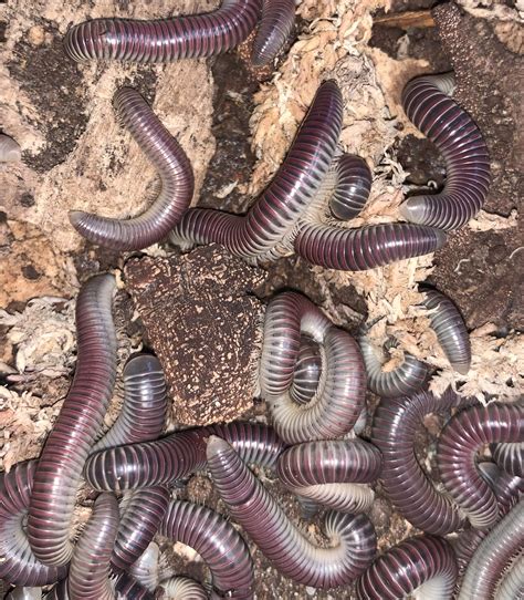Purple Ivory Millipede - Bugs In Cyberspace
