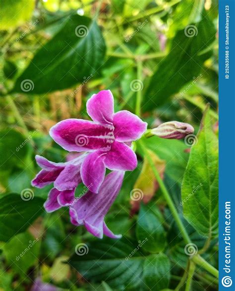Asystasia Plant stock photo. Image of family, nature - 252635988
