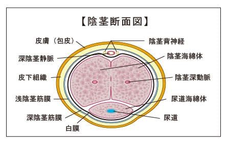 ペニスの構造と包茎の特徴｜包茎の手術や治療は認定専門医に！[東京・大阪]