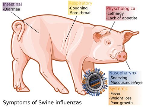 Swine flu Causes, Symptoms, Treatment and Prevention - Mahilalu