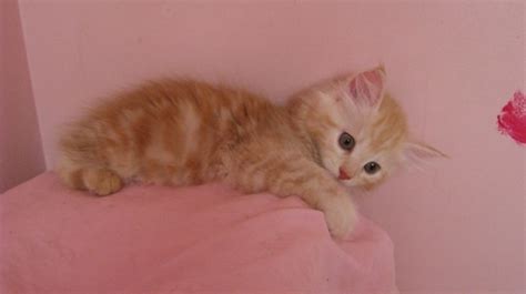 silvia red tabby  siberian cats