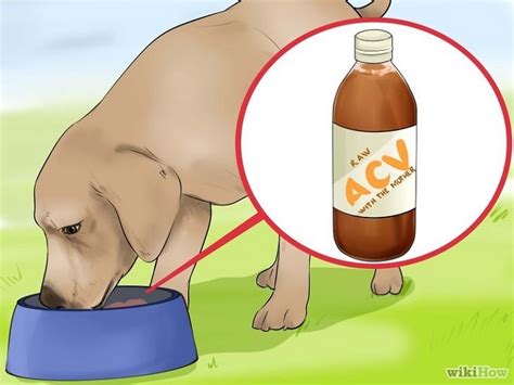 Cachorro Pode Comer Vinagre - 7 Usos do vinagre de maçã para o seu cãozinho | Dicas e Atualizações ...