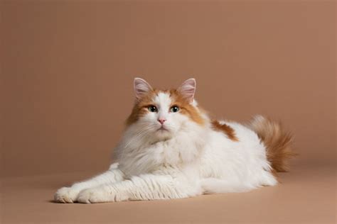 Turkish Van Cat Orange