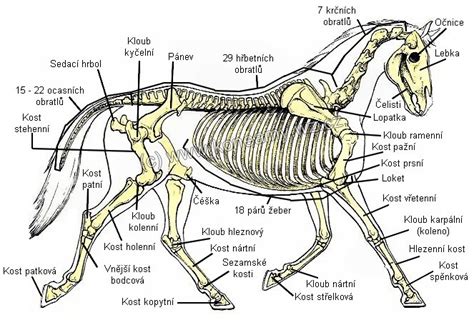 Horses