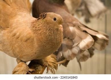 7,757 Fluffy Pigeon Images, Stock Photos & Vectors | Shutterstock