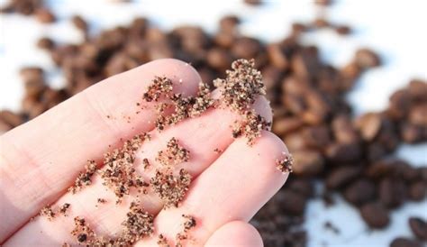 Scrub Nedir? Scrub Nasıl Yapılır? 2025 - Cilt Güzellik