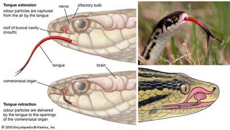 10 Things You Didn't Know About Snakes