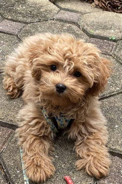 Chico