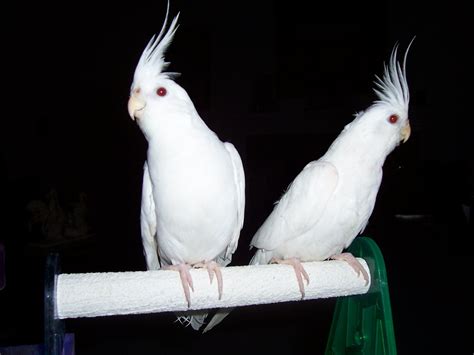 Cockatiel Desktop Wallpapers - Wallpaper Cave