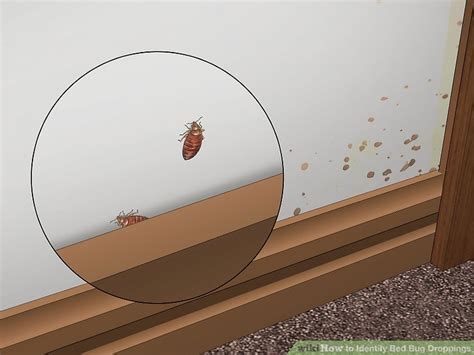 12 Simple Ways to Identify Bed Bug Droppings - wikiHow