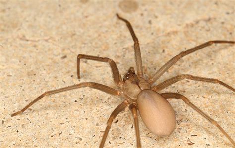 Brown Recluse Spider Identification Guide