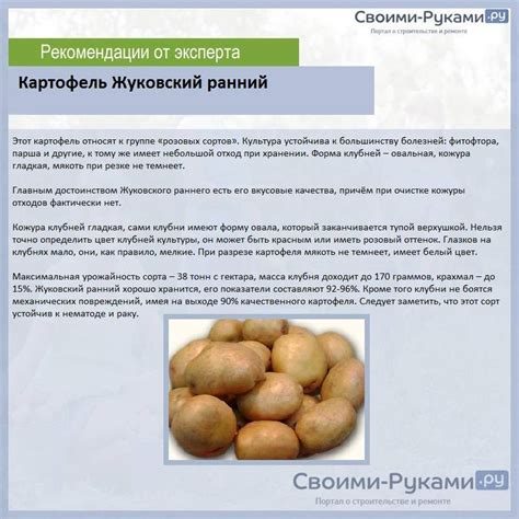 Сорт картофеля жуковский ранний: описание, посадка и уход русский фермер