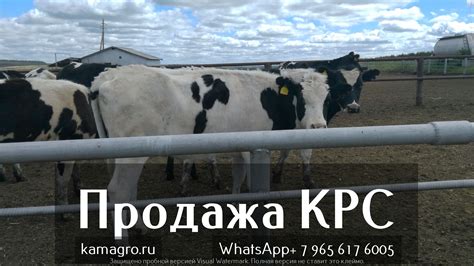 Как купить КРС и не закопать деньги......... Подробнее у наших ...