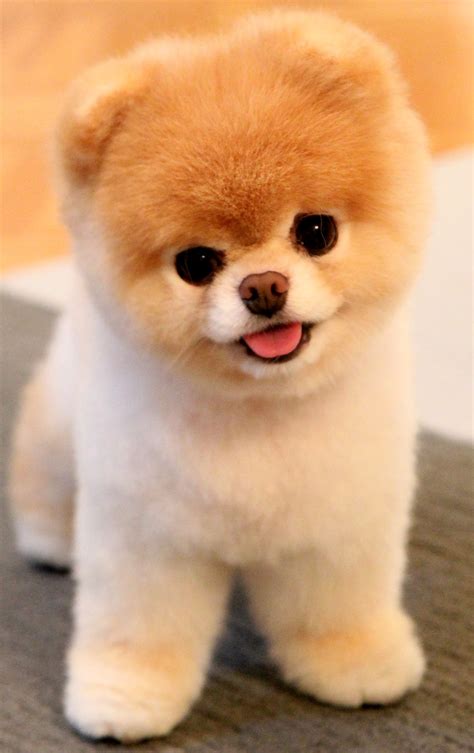 Little Dogs That Look Like Bears
