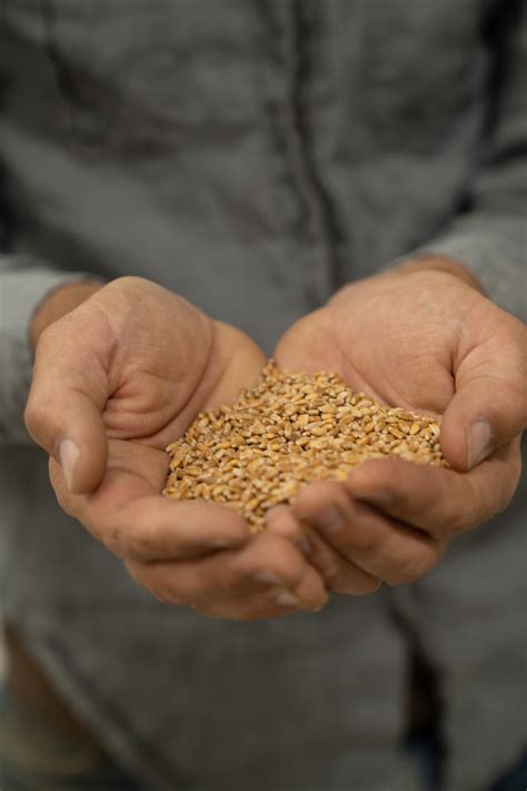 grain share portfolio discover organic grains today meadowlark