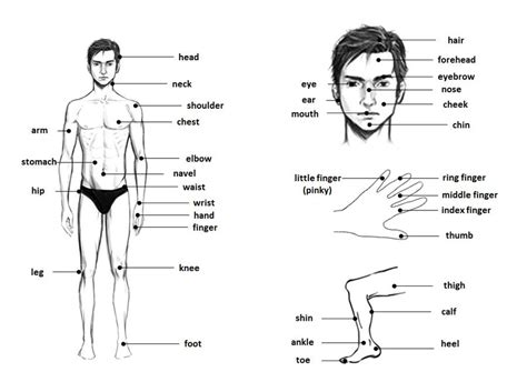 Human body - časti tela po anglicky, angličtina pre samoukov | Italian ...