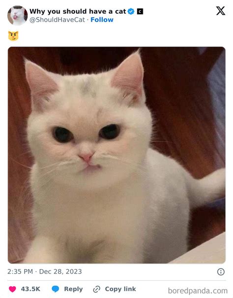 This Page Shares ‘Why You Should Have A Cat’ And Here’s 50 Of The Most ...