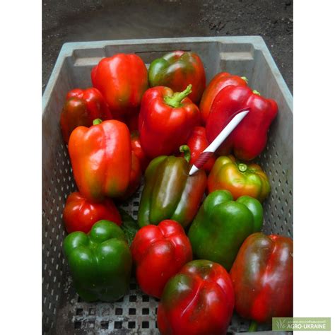 Продам перец кубический, ратунда, белазерка - Запорожская обл — Agro ...