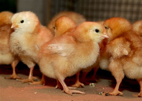 Lohmann Brown Chicken: Breed Profile - The Happy Chicken Coop
