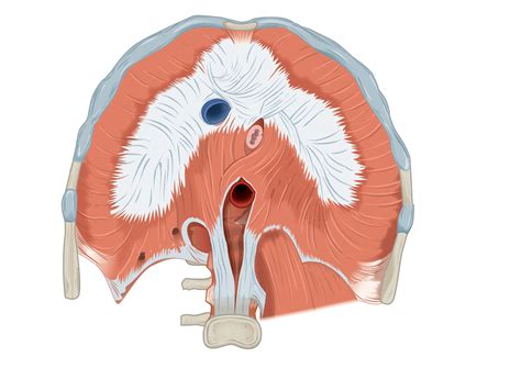 diaphragm muscle kenhub