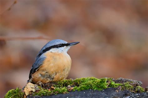 Nuthatch Bird Animal - Free photo on Pixabay - Pixabay