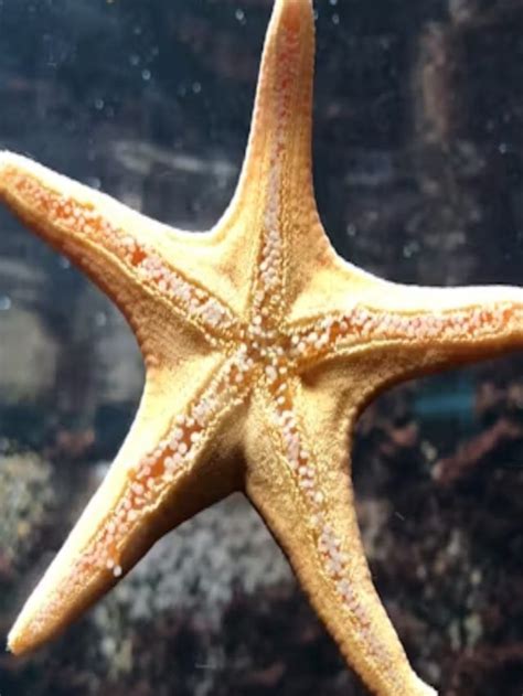 fascinating facts  starfish newslive