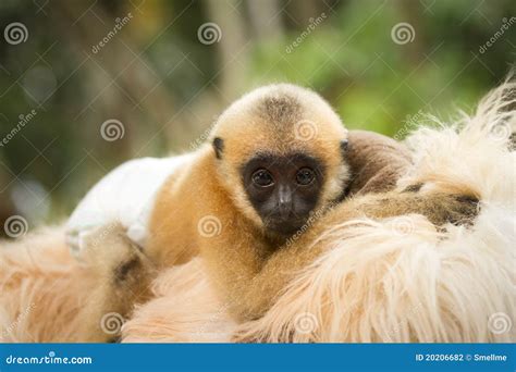 Gibbon Royalty-Free Stock Photo | CartoonDealer.com #82697817