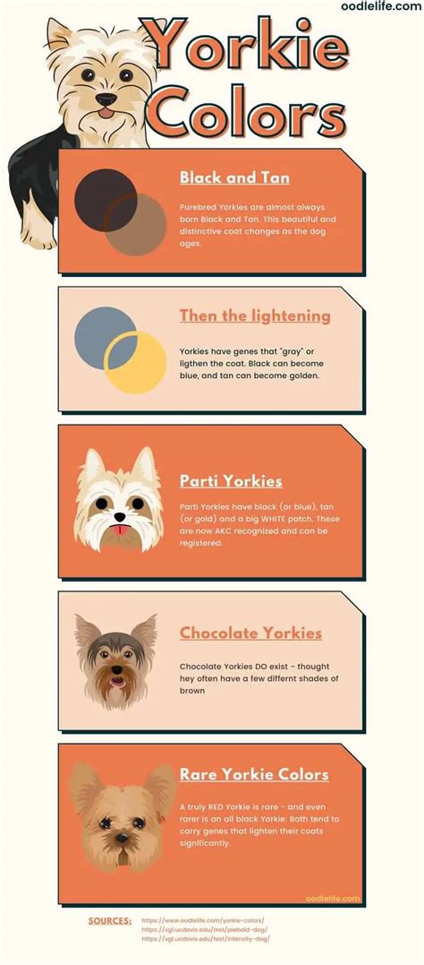 How Many Colors Of Yorkies Are There