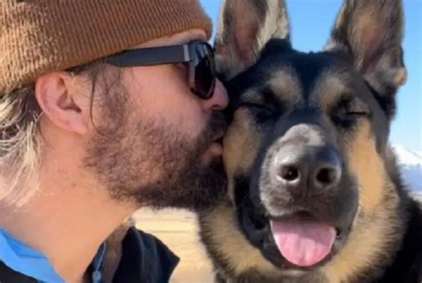 german shepherd owners  understand