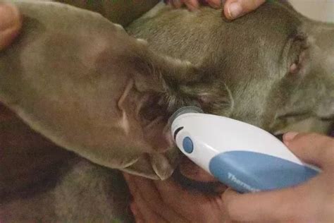 how to know if your dog has fever without thermometer