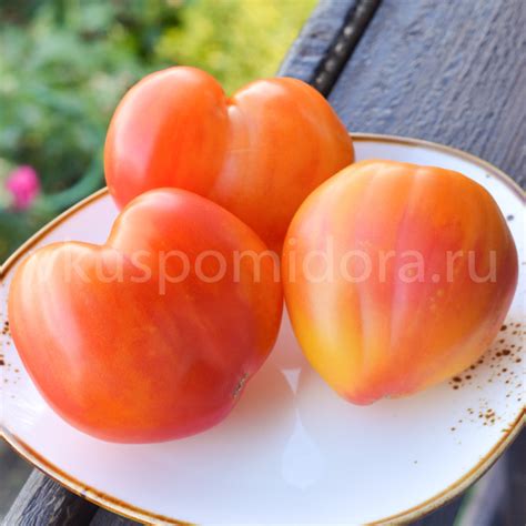 Купить семена томата сорт Козула 156