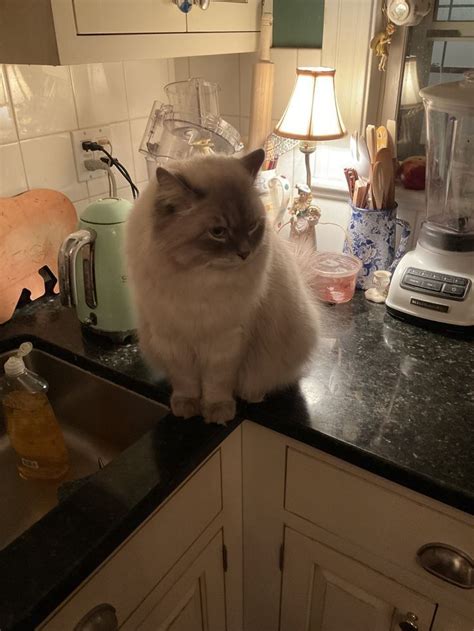 Pin on cats uwu in 2024 | Cute cats, Pretty cats, Cool cats