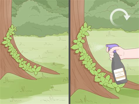 4 formas de eliminar plantas de hiedra venenosa - wikiHow