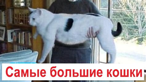 Самые большие кошки - YouTube