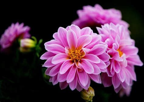 the first dahlias in Europe - Iłowa