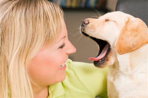 Is A Dog Yawning A Sign Of Stress