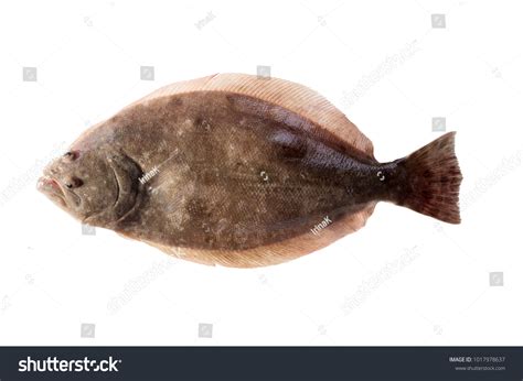 2,517 Flounder Isolated Stock Photos, Images & Photography | Shutterstock
