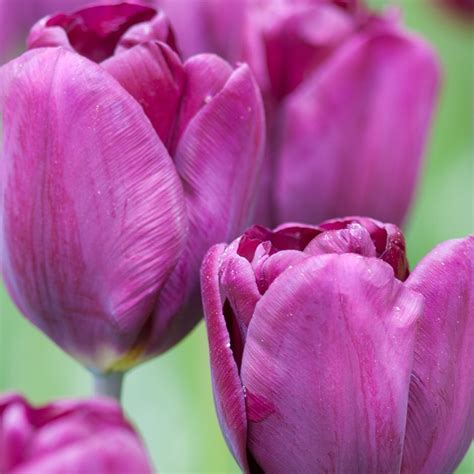 Buy triumph tulip bulbs Tulipa 'Purple Lady (PBR)'